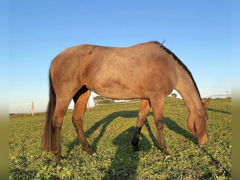 Quarter horse américain Jument 5 Ans 154 cm Roan-Bay in Allgäu