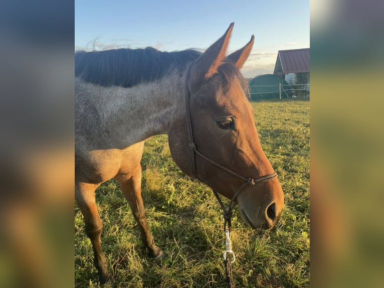 Quarter horse américain Jument 5 Ans 154 cm Roan-Bay in Allgäu