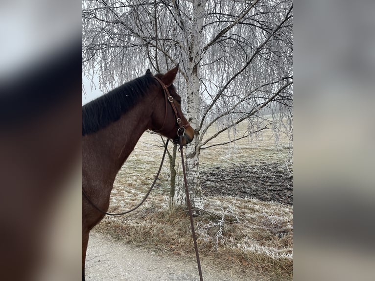Quarter horse américain Jument 5 Ans 154 cm Roan-Bay in Allgäu