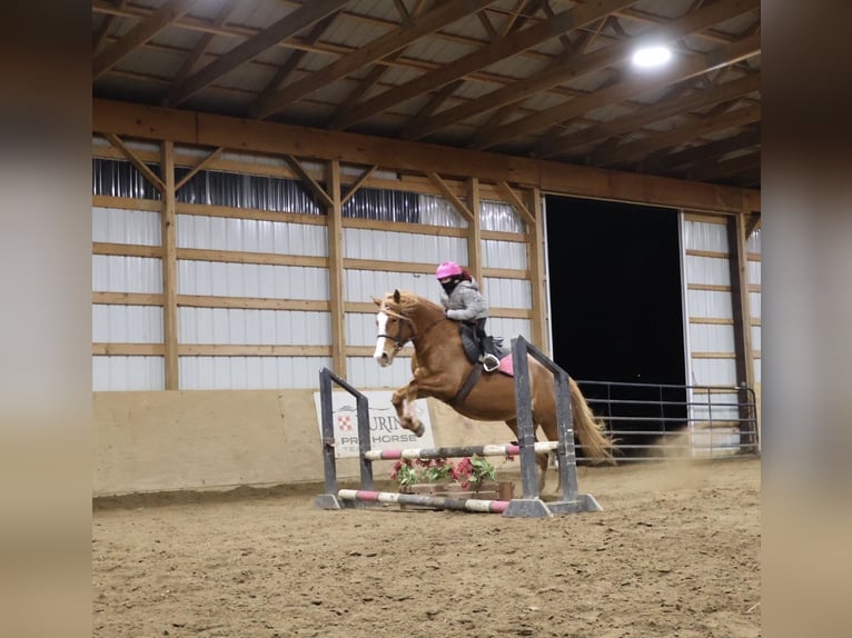 Quarter horse américain Croisé Jument 5 Ans 155 cm Alezan brûlé in Howell