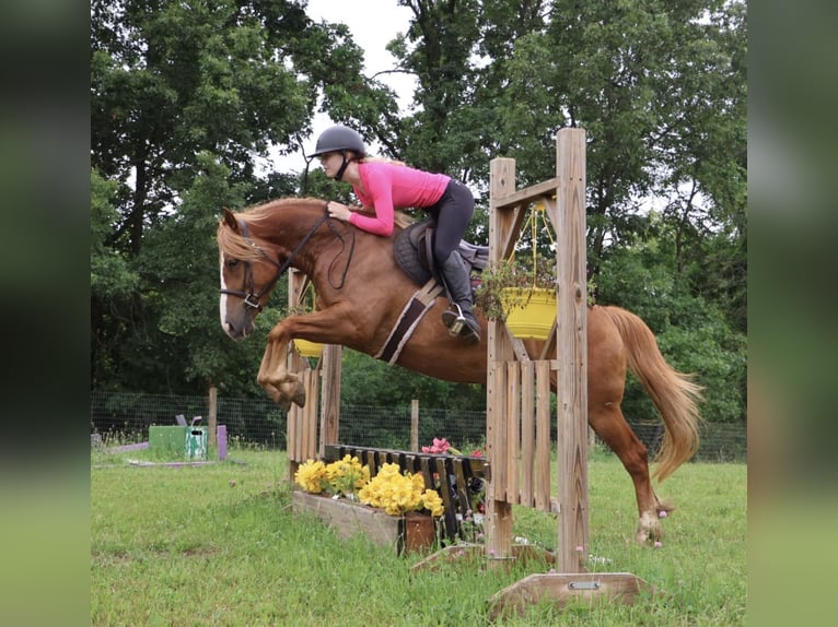 Quarter horse américain Croisé Jument 5 Ans 155 cm Alezan brûlé in Howell