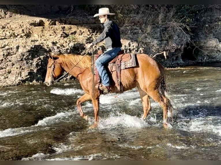 Quarter horse américain Jument 5 Ans 155 cm Alezan cuivré in Cannon Falls, MN