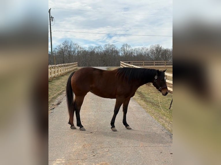 Quarter horse américain Jument 5 Ans 155 cm Bai cerise in Hickory