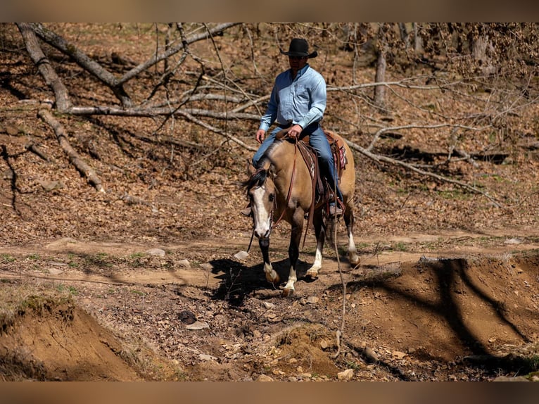 Quarter horse américain Jument 5 Ans 155 cm Buckskin in Santa Fe, TN