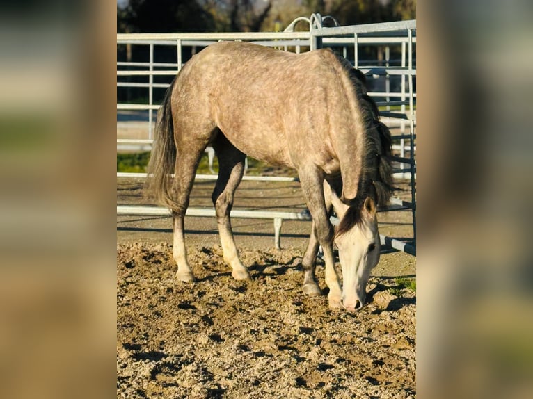 Quarter horse américain Jument 5 Ans 155 cm Gris in Sarzana