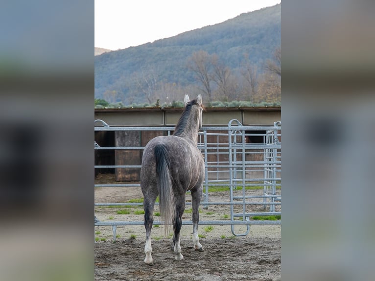Quarter horse américain Jument 5 Ans 155 cm Gris in Sarzana