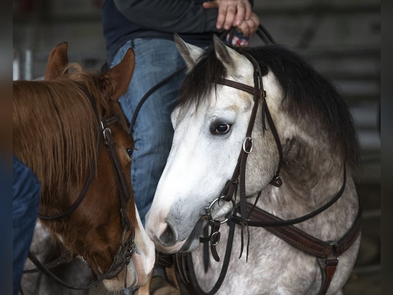 Quarter horse américain Jument 5 Ans 155 cm Gris in Sarzana