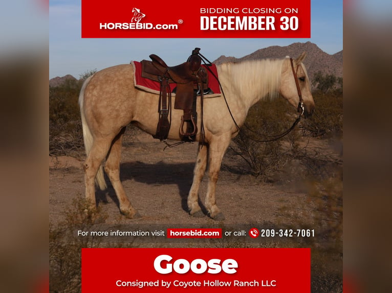 Quarter horse américain Jument 5 Ans 155 cm Palomino in Casa Grande, AZ