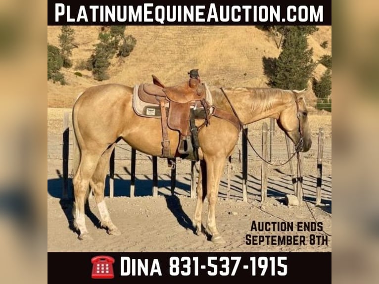 Quarter horse américain Jument 5 Ans 155 cm Palomino in Paicines CA