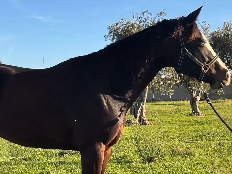 Quarter horse américain Jument 5 Ans 156 cm Bai in Materamatera
