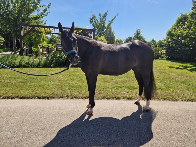 Quarter horse américain Jument 5 Ans 156 cm Noir in Korntal-Münchingen