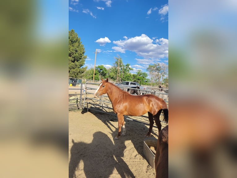 Quarter horse américain Jument 5 Ans 157 cm Alezan cuivré in Las Cruces