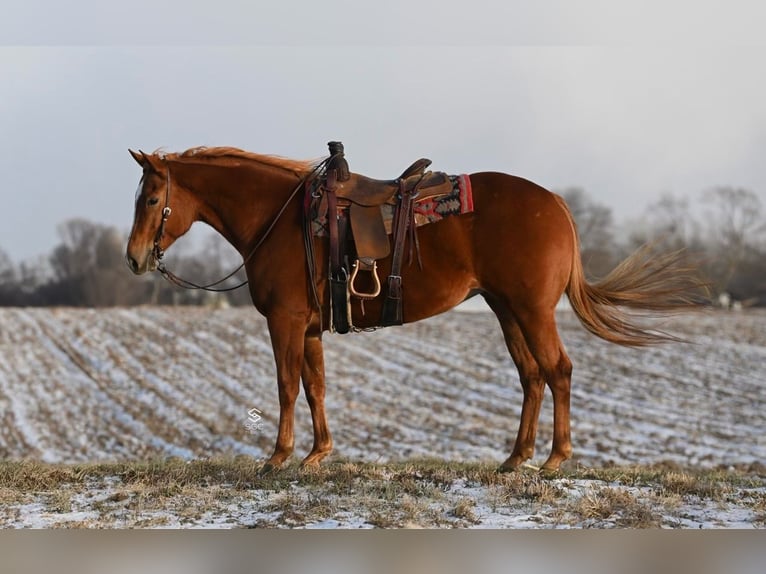 Quarter horse américain Jument 5 Ans 157 cm Alezan cuivré in Cannon Falls