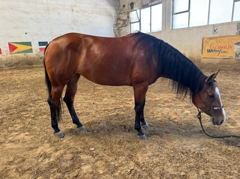 Quarter horse américain Jument 5 Ans 157 cm Bai brun in Massarella