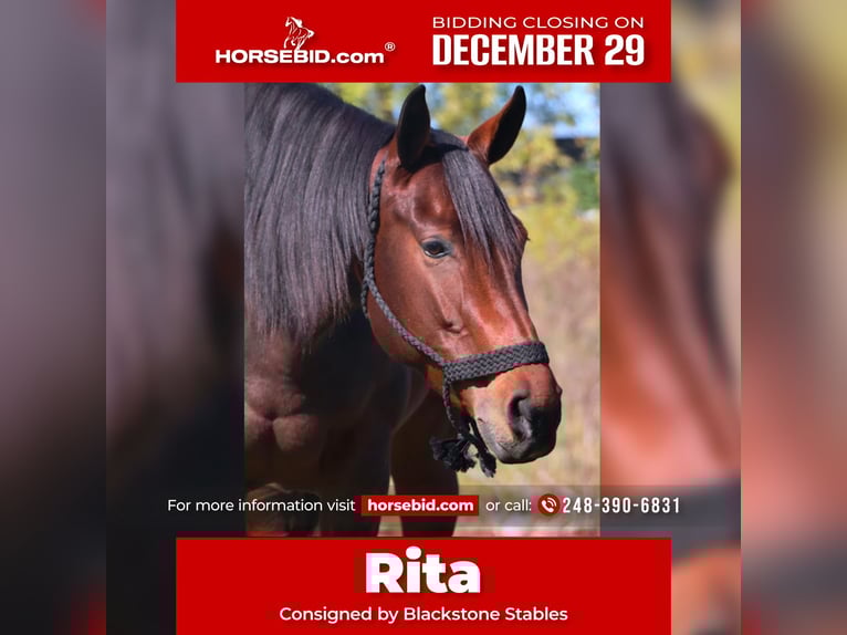 Quarter horse américain Jument 5 Ans 157 cm Bai cerise in Howell