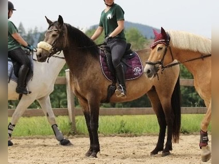 Quarter horse américain Croisé Jument 5 Ans 157 cm Buckskin in Battenberg (Eder)