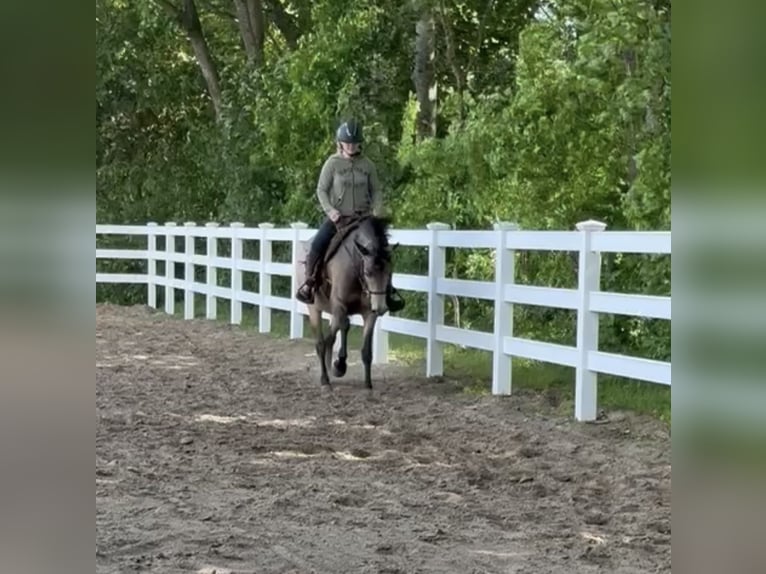 Quarter horse américain Croisé Jument 5 Ans 157 cm Buckskin in Battenberg (Eder)