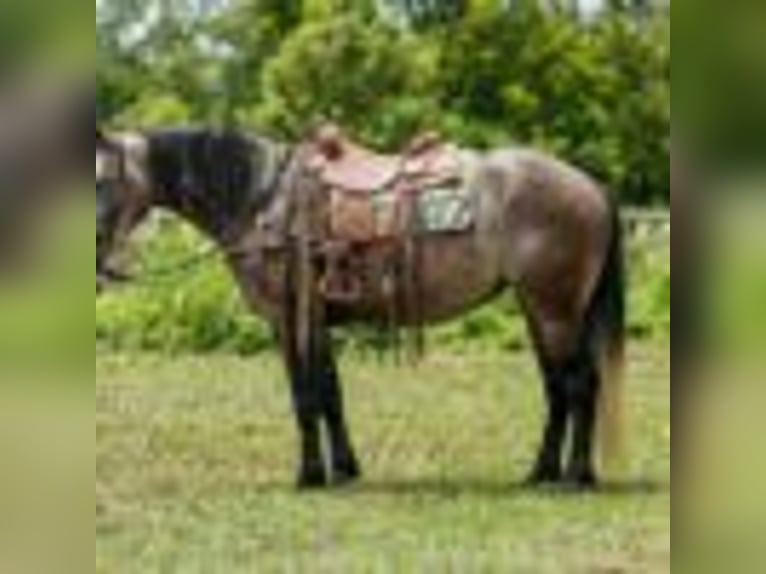 Quarter horse américain Jument 5 Ans 157 cm Gris in Rusk TX