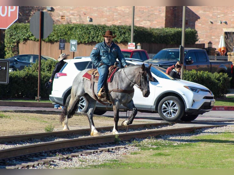 Quarter horse américain Jument 5 Ans 157 cm Rouan Bleu in Stephenville TX