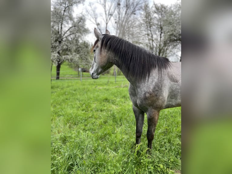 Quarter horse américain Jument 5 Ans 158 cm Gris in Nürtingen