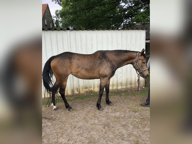 Quarter horse américain Jument 5 Ans 159 cm Buckskin in Dissen am Teutoburger Wald