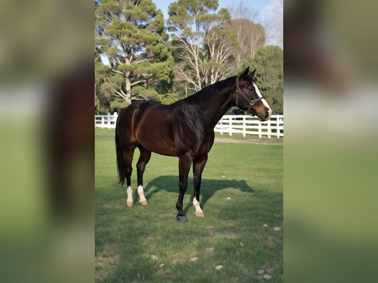 Quarter horse américain Jument 5 Ans 160 cm Bai brun in Bari
