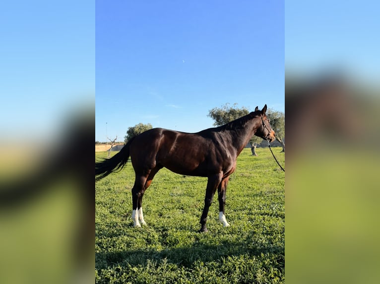 Quarter horse américain Jument 5 Ans 160 cm Bai brun in Bari