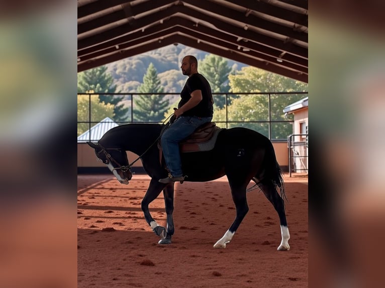 Quarter horse américain Jument 5 Ans 160 cm Bai brun in Bari