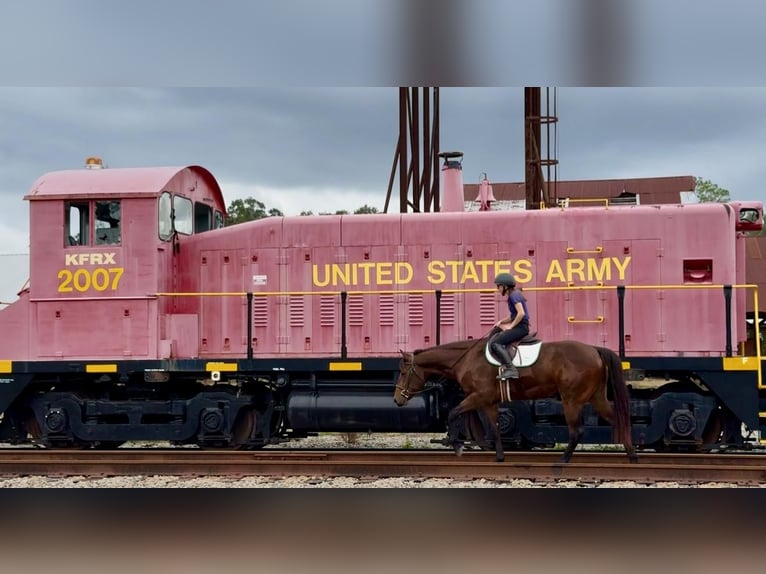 Quarter horse américain Jument 5 Ans 160 cm Bai cerise in Ocala