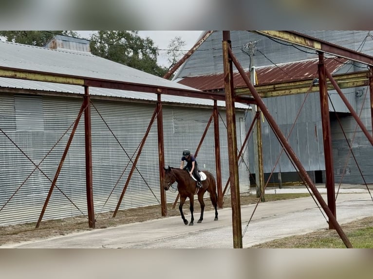 Quarter horse américain Jument 5 Ans 160 cm Bai cerise in Ocala