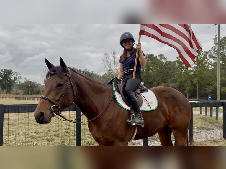Quarter horse américain Jument 5 Ans 160 cm Bai cerise in Ocala