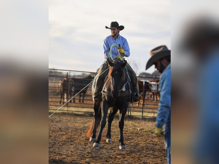 Quarter horse américain Jument 5 Ans 160 cm Rouan Bleu in Ranger