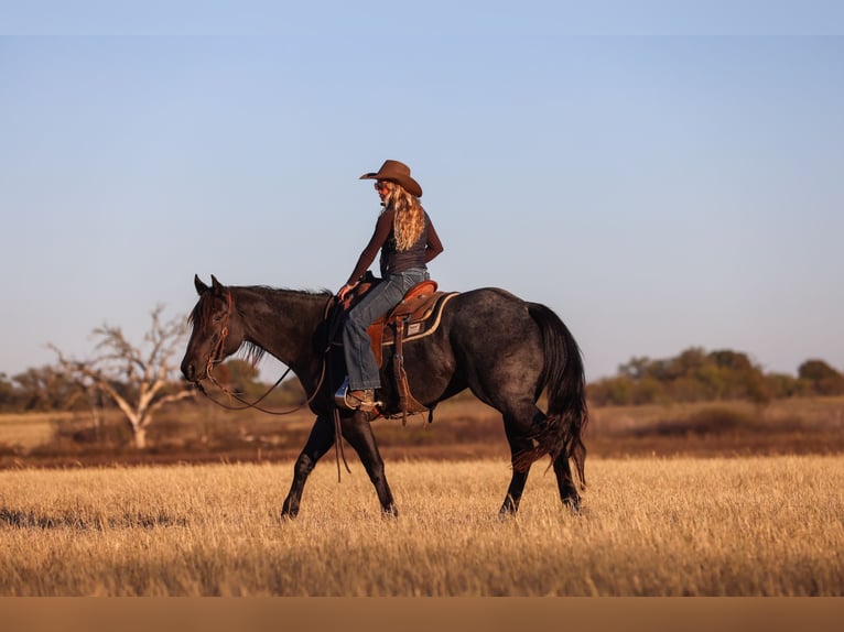 Quarter horse américain Jument 5 Ans 160 cm Rouan Bleu in Ranger