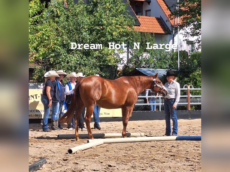 Quarter horse américain Jument 5 Ans 162 cm Alezan in Ravenstein
