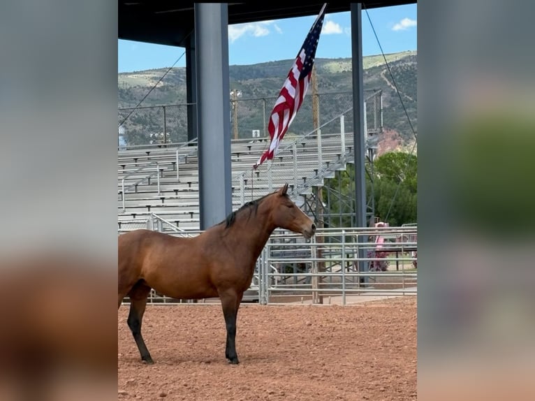 Quarter horse américain Jument 5 Ans 163 cm Bai cerise in Tabiona,Utah