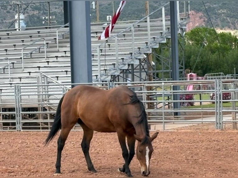 Quarter horse américain Jument 5 Ans 163 cm Bai cerise in Tabiona,Utah
