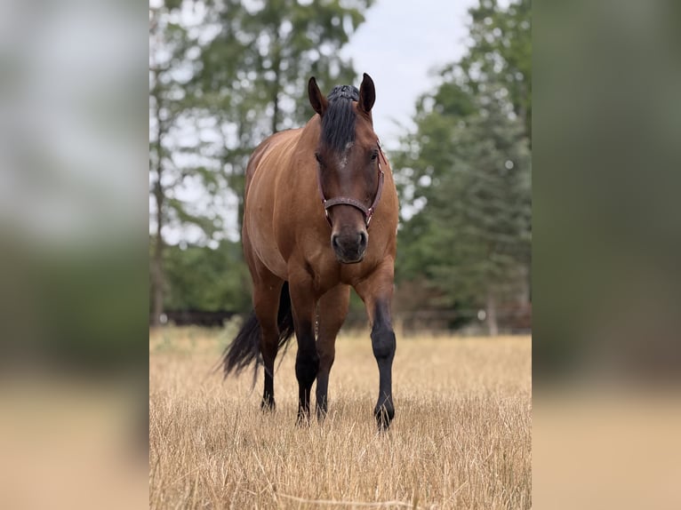 Quarter horse américain Jument 5 Ans 164 cm Bai in SchifferstadtSchifferstadt