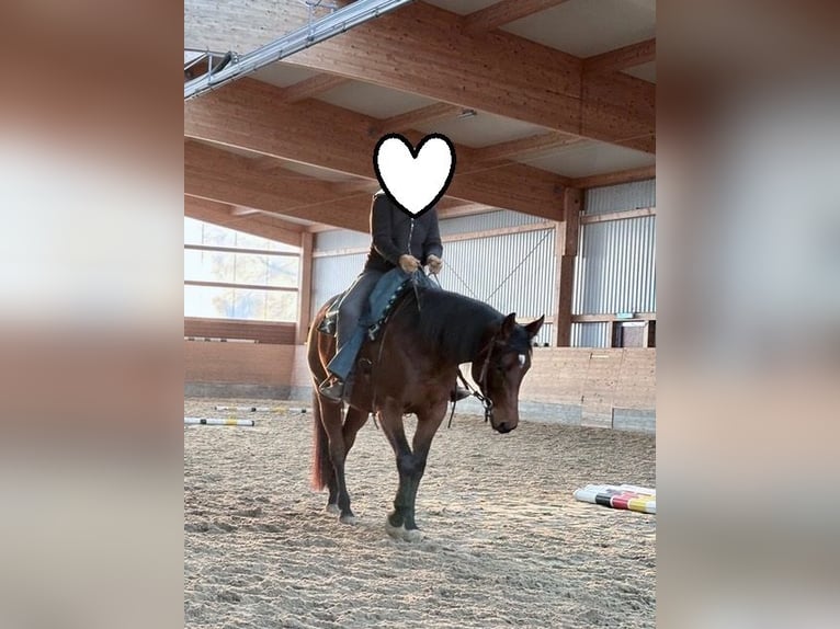 Quarter horse américain Jument 5 Ans 165 cm Bai in Steyerberg