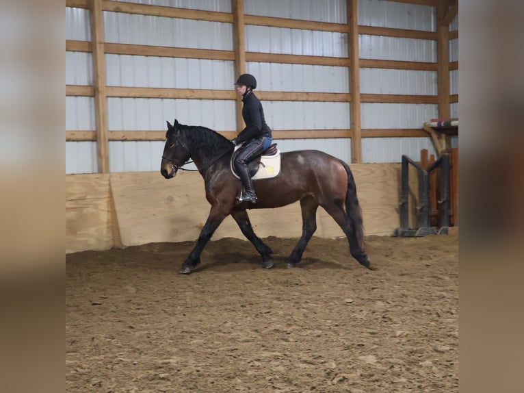 Quarter horse américain Croisé Jument 5 Ans 165 cm Roan-Bay in Howell