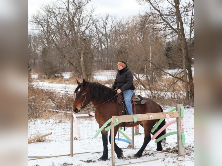 Quarter horse américain Croisé Jument 5 Ans 165 cm Roan-Bay in Howell