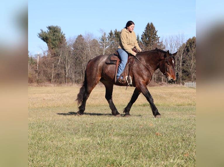 Quarter horse américain Croisé Jument 5 Ans 165 cm Roan-Bay in Howell