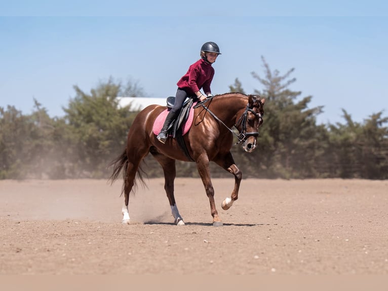 Quarter horse américain Jument 5 Ans Alezan cuivré in Casa Grande