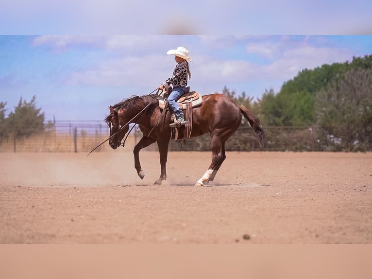 Quarter horse américain Jument 5 Ans Alezan cuivré in Casa Grande