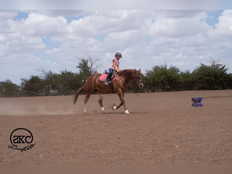 Quarter horse américain Jument 5 Ans Alezan cuivré in Canyon