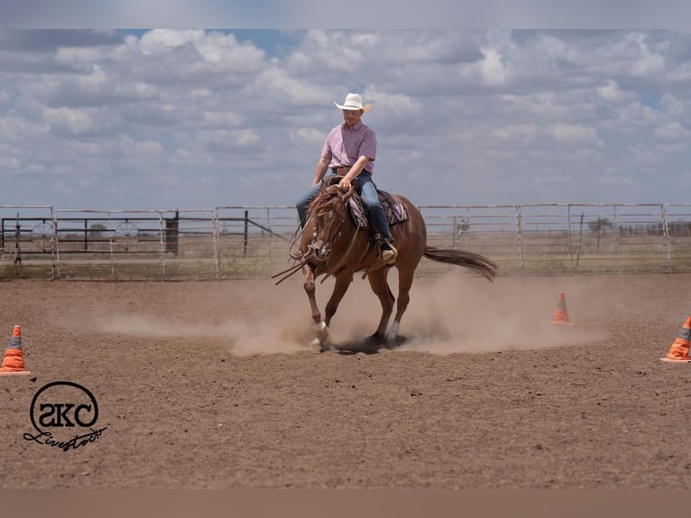 Quarter horse américain Jument 5 Ans Alezan cuivré in Canyon
