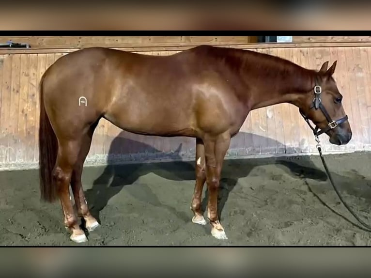 Quarter horse américain Jument 5 Ans Alezan cuivré in Brescia