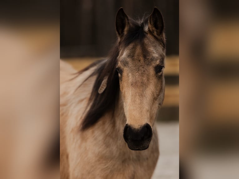 Quarter horse américain Jument 5 Ans Buckskin in Spreenhagen Markgrafpieske