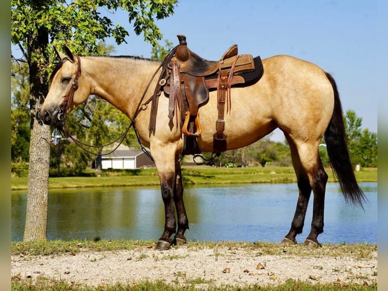 Quarter horse américain Jument 5 Ans Buckskin in Brandon