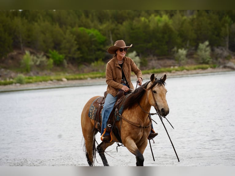 Quarter horse américain Jument 5 Ans Buckskin in Brandon