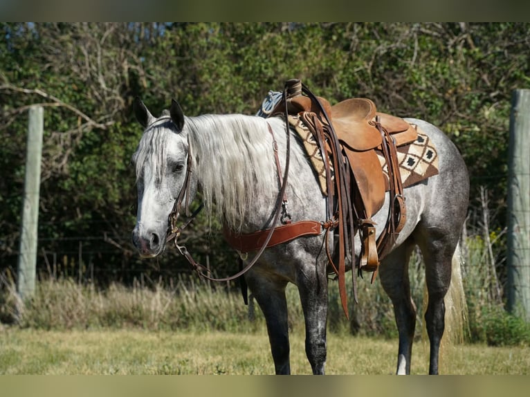 Quarter horse américain Jument 5 Ans Gris in Corsica